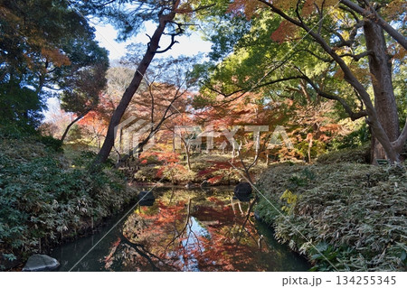 東京, 六義園の紅葉 東京, 六義園の紅葉 134255345
