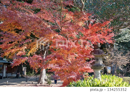 東京, 六義園の紅葉 134255352