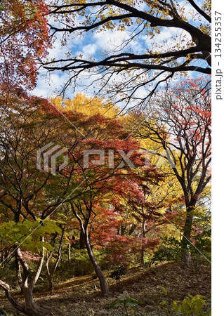 東京, 六義園の紅葉 東京, 六義園の紅葉 134255357