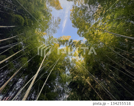 青空に向かって伸びる竹・竹林 青空に向かって伸びる竹・竹林 134255518