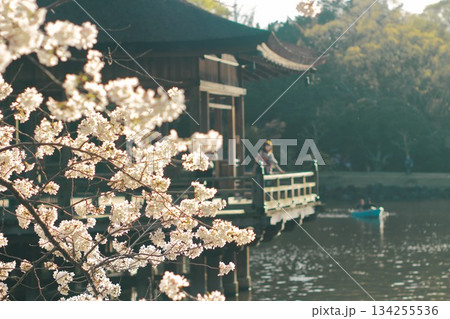 桜と浮見堂 桜と浮見堂 134255536
