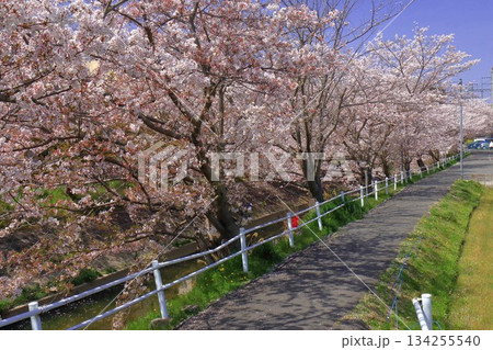 川沿いの桜並木 134255540