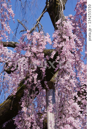 しだれ桜 しだれ桜 134255550