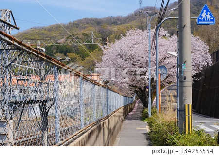 線路沿いの桜並木 線路沿いの桜並木 134255554