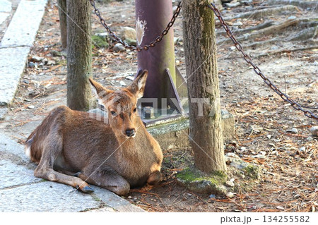 奈良公園の鹿 奈良公園の鹿 134255582