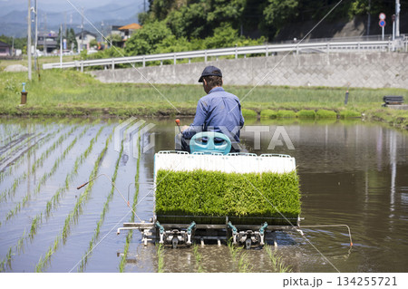 田植え機で田植えをするミドル男性 米農家 田植え機で田植えをするミドル男性 米農家 134255721