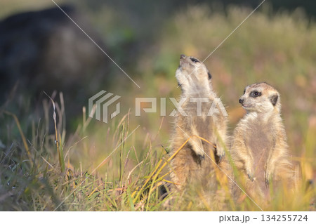 横を見るミーアキャットと上を見るミーアキャット 134255724