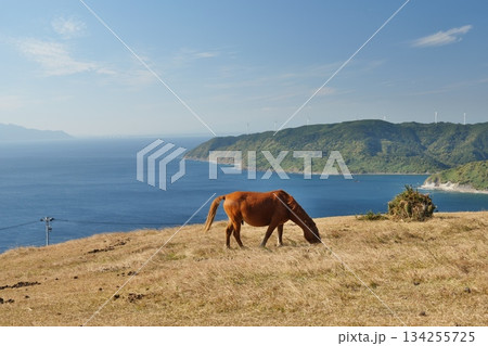 宮崎県串間市の都井岬の野生馬 134255725