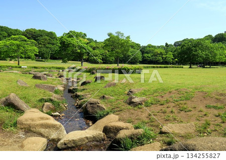 新緑の林と草原と小川のある初夏の「21世紀の森と広場」風景 134255827