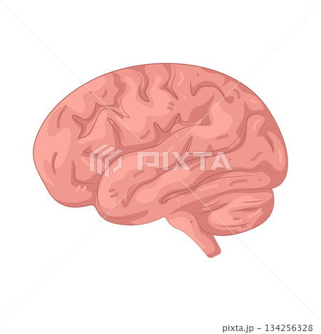 Illustration of human brain  134256328
