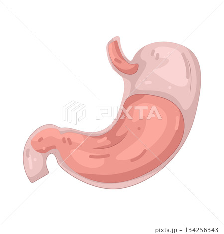 Illustration of human stomach  134256343