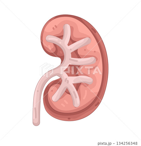 Illustration of human kidney  134256348