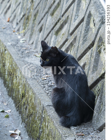 街に住み着いた黒猫 街に住み着いた黒猫 134256393