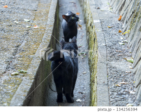 街に住み着いた黒猫 街に住み着いた黒猫 134256394