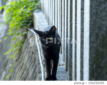 街に住み着いた黒猫 134256395