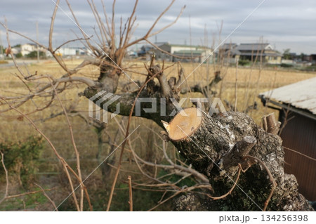 柿剪定後の切り口の癒合促進のための薬剤塗布 134256398