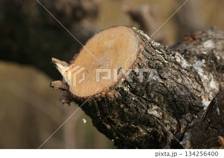 柿剪定後の薬剤塗布 柿剪定後の薬剤塗布 134256400