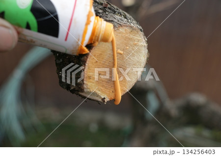 柿剪定後の切り口の癒合促進のための薬剤塗布 柿剪定後の切り口の癒合促進のための薬剤塗布 134256403