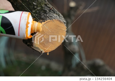 柿剪定後の切り口の癒合促進のための薬剤塗布 134256404