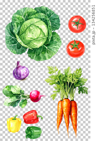 新鮮野菜の水彩イラストセット 134256851