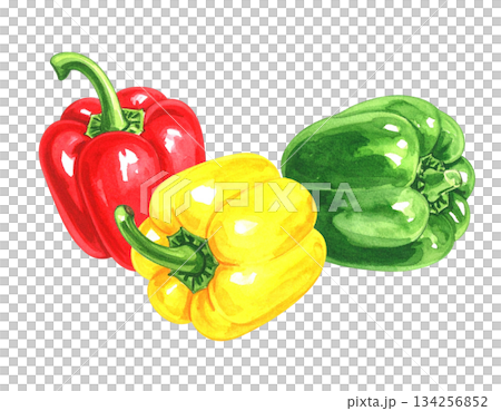 カラフルなピーマンの水彩イラスト 134256852