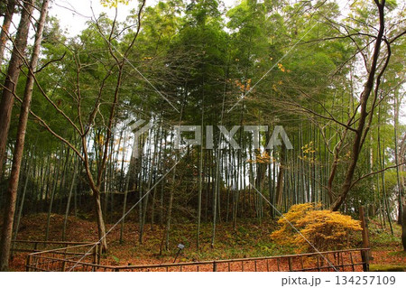 【岩手県】中尊寺 もうそうちく 【岩手県】中尊寺 もうそうちく 134257109