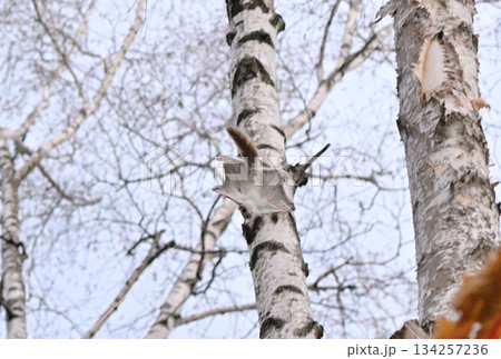 北海道の春の公園で木々の間をアクロバティックに滑空するオスのエゾモモンガ 北海道の春の公園で木々の間をアクロバティックに滑空するオスのエゾモモンガ 134257236