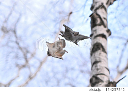 北海道の春の公園で木々の間をアクロバティックに滑空する2匹のエゾモモンガ 134257242