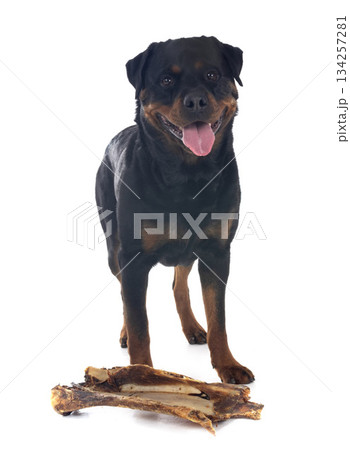 rottweiler in studio 134257281