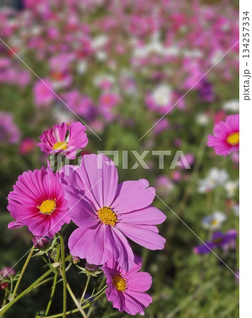 桃色のコスモス 桃色のコスモス 134257334