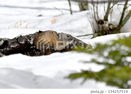 残雪の残る岩の上に座るエゾナキウサギ 134257519
