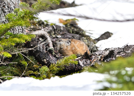 残雪の残る岩の上に座るエゾナキウサギ 134257520