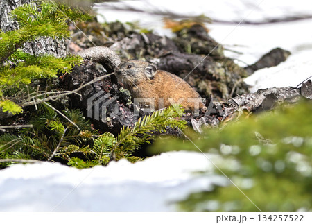 残雪の残る岩の上に座るエゾナキウサギ 134257522