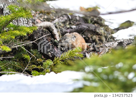 残雪の残る岩の上に座るエゾナキウサギ 134257523