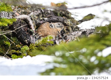 残雪の残る岩の上に座るエゾナキウサギ 134257524