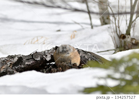 残雪の残る岩の上に座るエゾナキウサギ 134257527