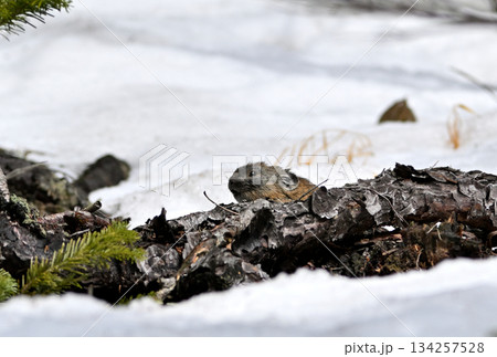 残雪の残る岩の上で植物を食べるエゾナキウサギ 134257528