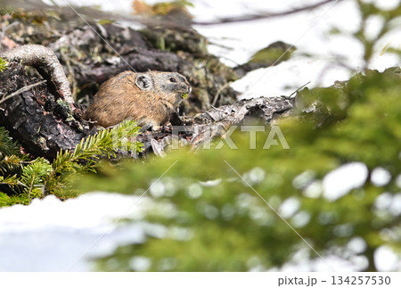 残雪の残る岩の上で植物を食べるエゾナキウサギ 残雪の残る岩の上で植物を食べるエゾナキウサギ 134257530