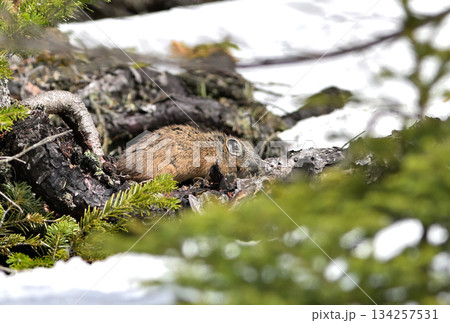 残雪の残る岩の上で植物を食べるエゾナキウサギ 134257531