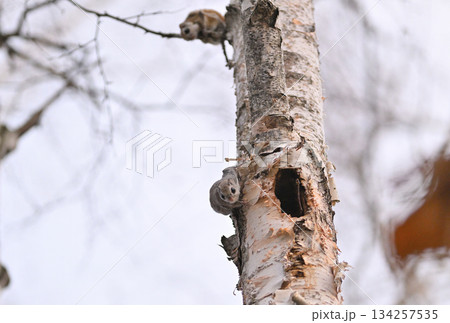 北海道の春の公園で白樺の幹を移動するエゾモモンガ 134257535