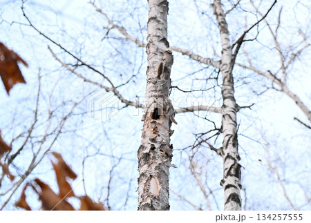北海道の春の公園で樹洞のメスを巡って争うオスのエゾモモンガ達 134257555
