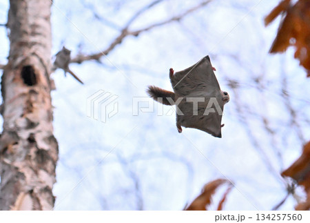 北海道の春の公園で樹洞のメスを巡って争うオスのエゾモモンガ達 134257560