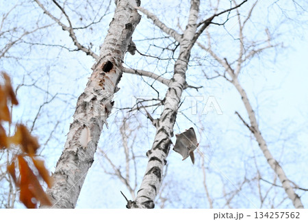 北海道の春の公園で樹洞のメスを巡って争うオスのエゾモモンガ達 134257562