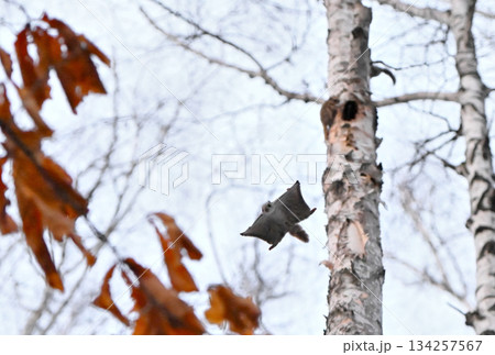 北海道の春の公園で樹洞のメスを巡って争うオスのエゾモモンガ達 134257567