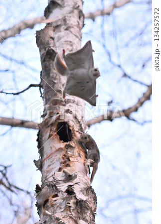 北海道の春の公園で樹洞のメスを巡って争うオスのエゾモモンガ達 134257572