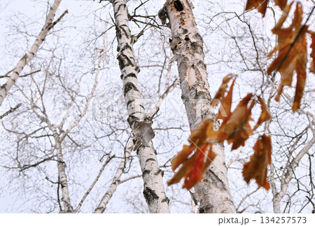 北海道の春の公園で木々の間を滑空するエゾモモンガ 134257573