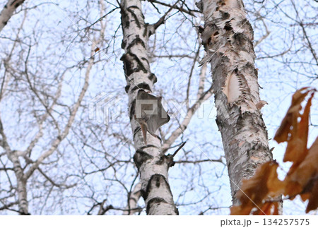 北海道の春の公園で木々の間を滑空するエゾモモンガ 134257575