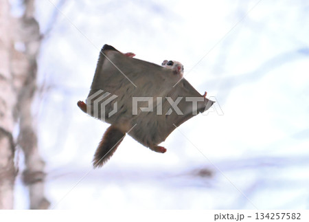 北海道の春の公園で木々の間を滑空するエゾモモンガ 134257582