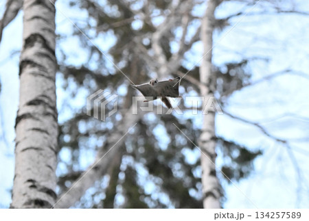北海道の春の公園で木々の間を滑空するエゾモモンガ 134257589