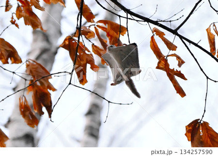 北海道の春の公園で木々の間を滑空するエゾモモンガ 134257590